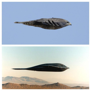 The B-2 Spirit Bomber and a Peregrine Falcon in flight